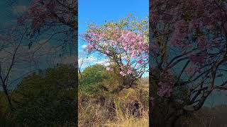 Começou a época da florada dos ipês #ipes #nature #ameninadoagro #natureza #árvores #sertão