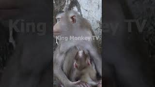 Monkey funny videos #1326 #babymonkey #shortvideo #short #viral #monkey #reels2023