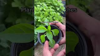 growing bell pepper