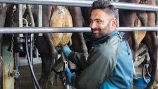 Successful installation of milking parlor with Waikato Combo of milk meters, pulsators,  clusters