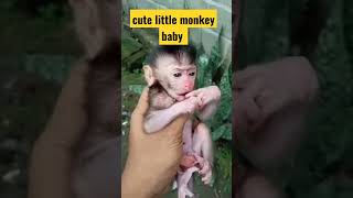 bayi monyet lucu #babymonkey #animals #bayiberuk #monkeyvideo #subscribe #short #status #shortvideo