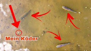 RIESENFISCHE umzingeln meinen Köder!