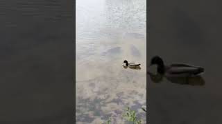 Swarm of carp wanting bread