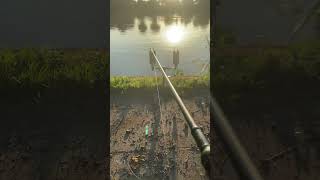 Carp runs mini compilation (3) #carp #carpfish #carpfishing #carpbites&runsuk