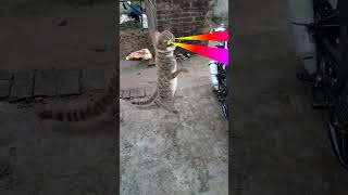 cat 😺 funny # Dance 😂 viral # video 😁 trending # short 🙏🏻