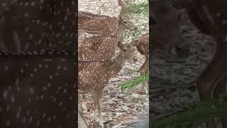 #shortvideo #animallover #animals #shortvideo #viral #viralvideo deer 🦌🦌#velmahesh