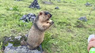 Charming Encounter: Chubby Himalayan Marmots Approach You on the Prairie!