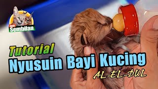 TUTORIAL NYUSUIN BAYI KUCING || SERVAL #serval #caracal #kucinglucu #kucingsultan #kitten