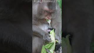 Monkey funny videos #1445 #babymonkey #shortvideo #short #viral #monkey #reels2023