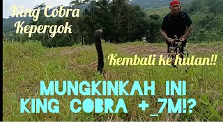 Pencarian King Cobra +_7m !! King Cobra ini  tiba tiba langsung menyerang !! Part 1