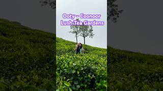 Walking in the Majestic hills 🏞️ Lush Tea Gardens in Ooty-Coonoor in the Nilgiris #tea #tamilnadu