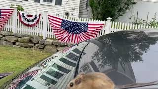 Cute mouse chillaxing on my car