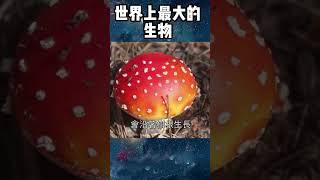 世界上最大的生物TOP1！