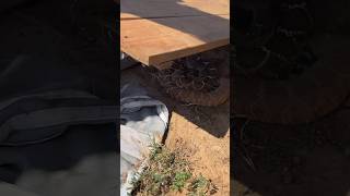 Finding a Beautiful Red Diamond Rattlesnake Under Junk in California!