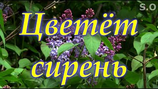 Сергей Одинцов - Цветёт Сирень