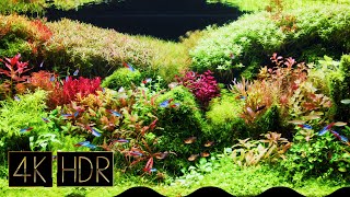 Healing Dutch Aquarium | Aquascape • Fixed 3hours 4K HDR 60fps • Water sound