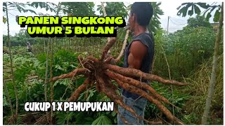 Panen Singkong umur 5 bulan, satu kali pemupukan