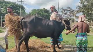 Cow Unloading  | Cow Videos | Big Cow | Cow video 2023 | Goru Hamba | Qurbani Eid collection part-2