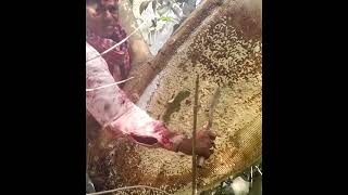 Harvesting Honey - Bee Master in Taiwan Ep- 290 By @Sarvaivel_Rad