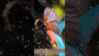 Kingfisher “Master of The Dive” Short Video|Status #SHORTS