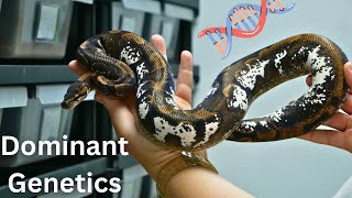 Dominant Ball Pythons Genetics 101