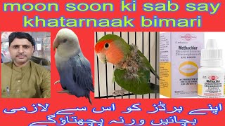 lovebird ki sab say khatarnaakخطرناک bimariبیماری🤔