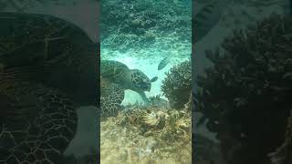 green turtle eats coral#freedive #mtgililombok #greenturtle #snorkeling #shorts #feedshorts