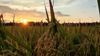 Cinematic mobile videography|| Pemandangan sawah disore hari