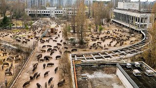 Почему Авария в Чернобыле Не Смогла Убить Диких Кабанов