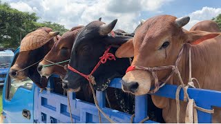 Cow Unloading  | Cow Videos | Big Cow | Cow video 2023 | Goru Hamba | Qurbani Eid collection 2023