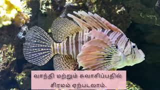 Lion Fish Biography சிவப்பு சிங்கமீன்/IN CREATION#youtube videos#