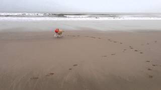 Lurcher at play