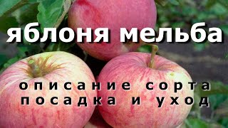 Яблоня мельба. Описание сорта. Посадка и уход