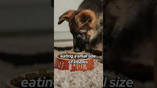 Can my new German Shepherd puppy eat dry kibbles? #shortsvideos