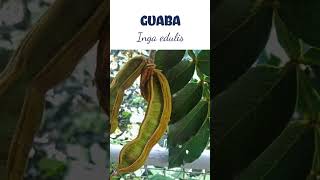 GUABA | #plantas #medicine #medicinalplants #agroecology #agriculture #agricultura #shorts