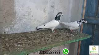 Sialkoti Batera Kabootar | Aqeel Pigeon Master |