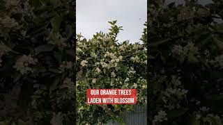 Bees On Orange Blossom ~ @digdeepgardeningforlife