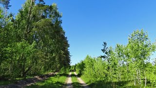 Березовая Родина моя. Открытие грибного сезона.