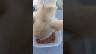 Dog enjoys tasty food