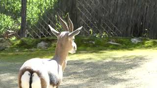 Gazelle at Los Angeles Zoo. ❤🧡❤ Birdwatching at the Zoo #wildlife #nature #zoo #animals