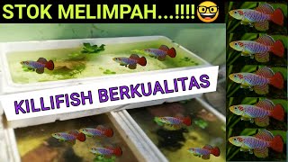 BUDIDAYA IKAN KILLIFISH GUENTERI RED