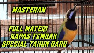 Cucak Cungkok Gacor full isian KAPAS TEMBAK Masteran handal