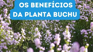 10 BENEFÍCIOS DA PLANTA BUCHU PARA TURBINAR A SUA SAÚDE