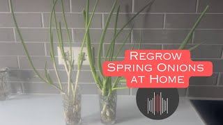 How to Regrow Spring Onions at Home in Water