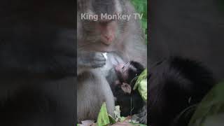 Monkey funny videos #1447 #babymonkey #shortvideo #short #viral #monkey #reels2023