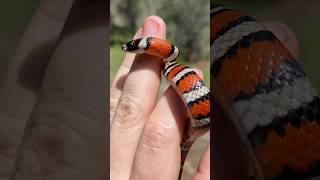 Stunning Mountain Kingsnake with the Boys