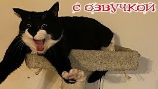 Приколы с котами! С ОЗВУЧКОЙ! - СМЕШНЫЕ КОТЫ и собаки! Самые смешные животные!