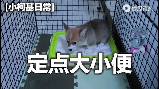 柯基宝宝   乐乐定点大小便  Corgi baby Lele regular bowel movement