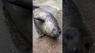 #sealsnation #seal #creatures