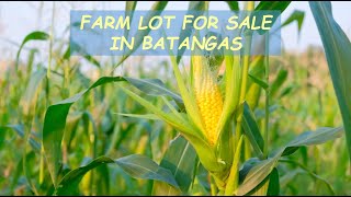 #77 HOLD - FARM LOT for Sale in Batangas Philippines